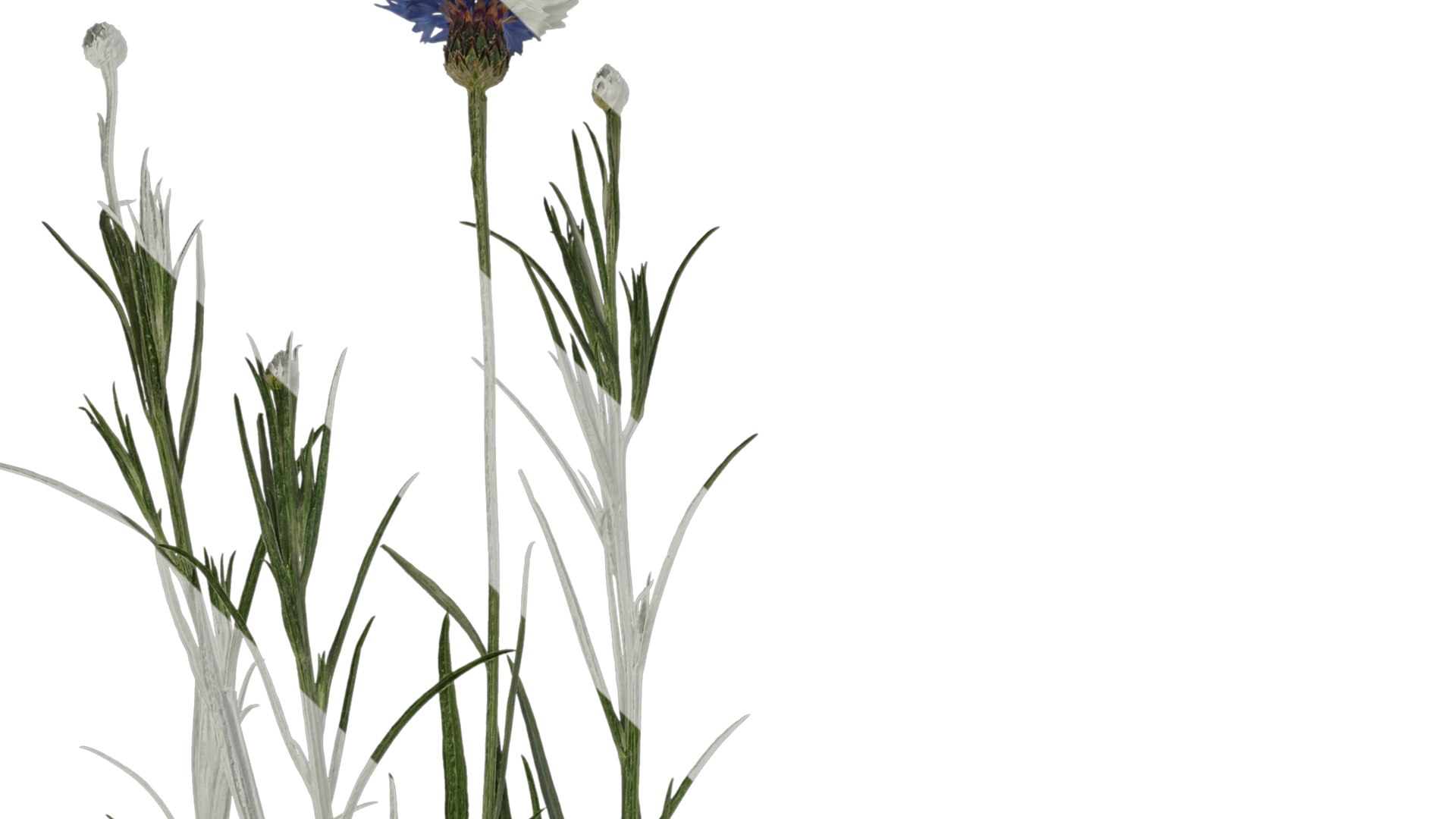 Anydrafts Centaurea Cyanus Atlas 02 Textures Model - TurboSquid 2353161