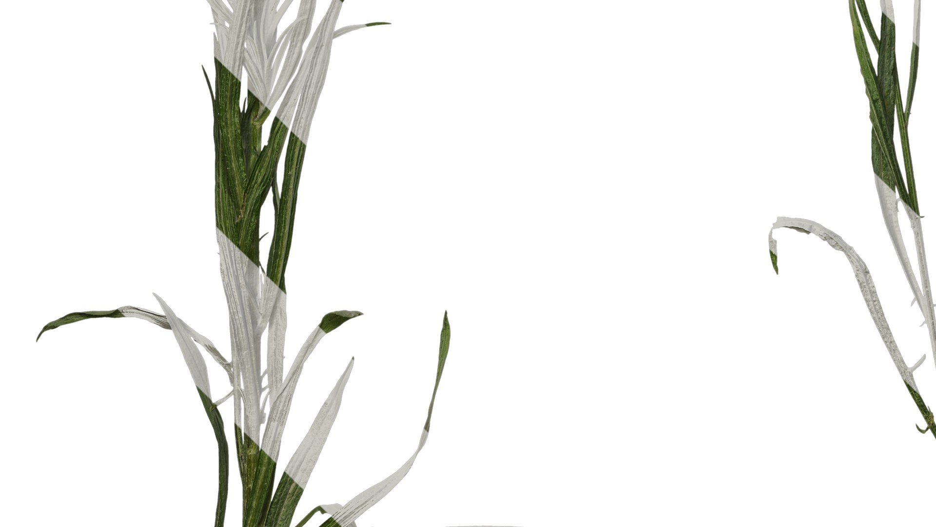 Anydrafts Centaurea Cyanus Atlas 02 Textures Model - TurboSquid 2353161