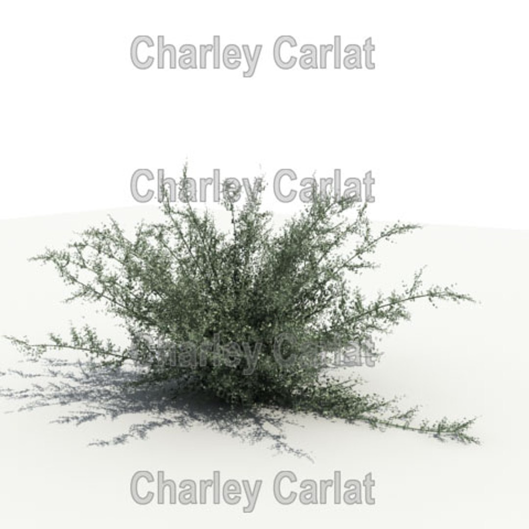 chihuahuan rain sage 3d max https://p.turbosquid.com/ts-thumb/Bd/sWehRf/y6aYcrE4/plant_chihuahuansage_thumbnail/jpg/1101947120/1920x1080/fit_q87/6c3648d884c7a6466b19fdf556258b9e43bf4e01/plant_chihuahuansage_thumbnail.jpg
