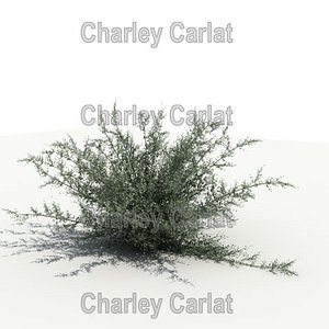chihuahuan rain sage 3d max