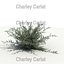 Plant Sauge de pluie Chihuahuan