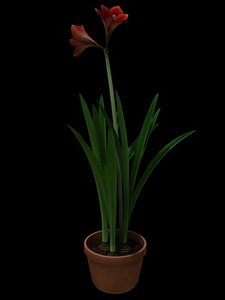 3d clivia model