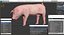 Posa in piedi Landrace Pig Piglet