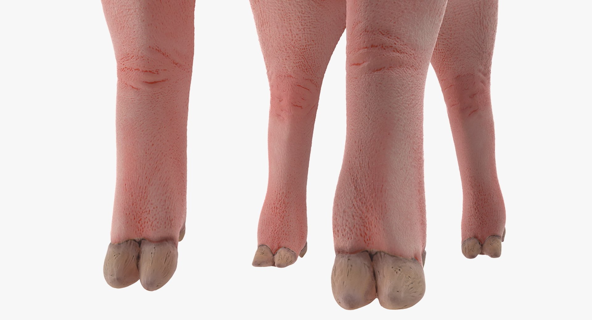 pig piglet landrace standing 3D model https://p.turbosquid.com/ts-thumb/Bd/wdc6HK/7YRL4cNM/pigpigletlandracestandingposemb3dmodel009/jpg/1545069021/1920x1080/fit_q87/0d762eaa7904a40ab8dc4ea8e0d8768c910fe4c4/pigpigletlandracestandingposemb3dmodel009.jpg