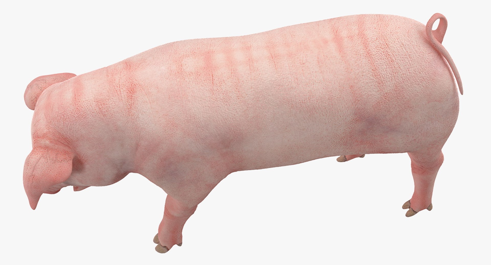 pig piglet landrace standing 3D model https://p.turbosquid.com/ts-thumb/Bd/wdc6HK/7cn58bIq/pigpigletlandracestandingposemb3dmodel005/jpg/1545069009/1920x1080/fit_q87/c73e9d10abd4f3b17404448385039ff037ee4890/pigpigletlandracestandingposemb3dmodel005.jpg