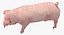 Posa in piedi Landrace Pig Piglet