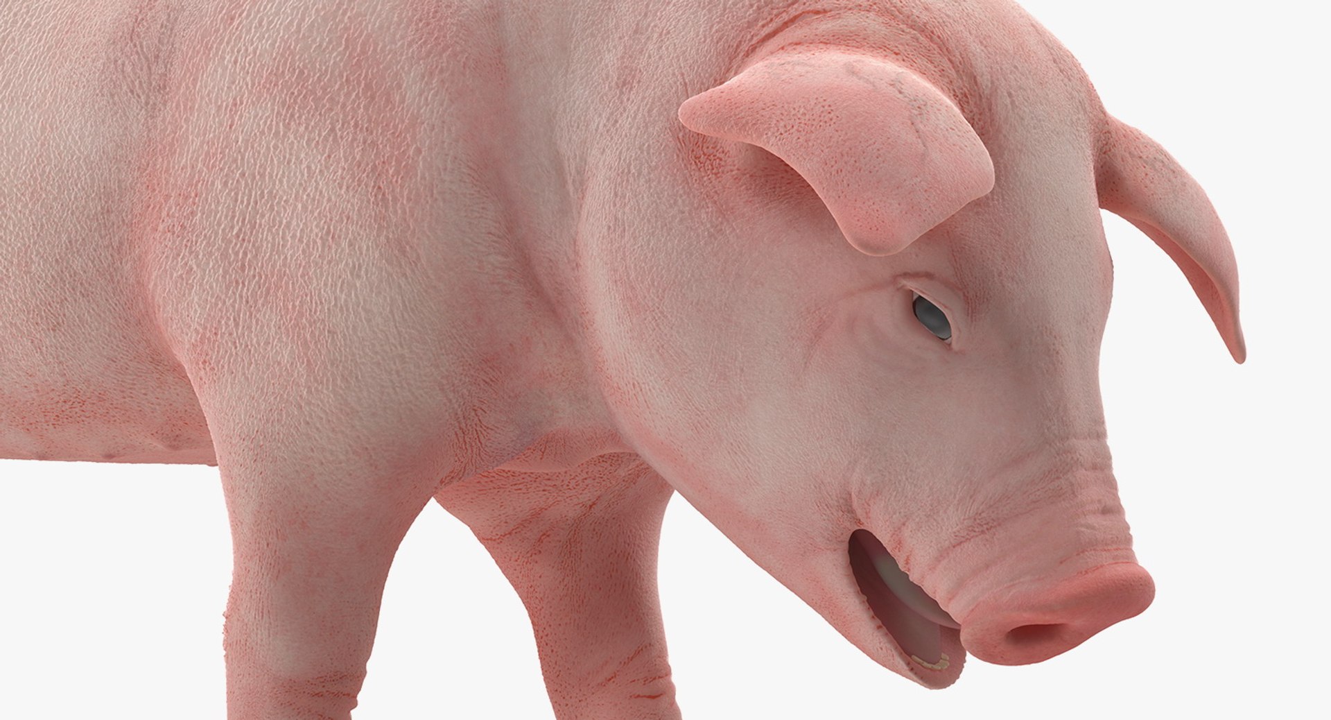 pig piglet landrace standing 3D model https://p.turbosquid.com/ts-thumb/Bd/wdc6HK/90S9vYyI/pigpigletlandracestandingposemb3dmodel007/jpg/1545069015/1920x1080/fit_q87/4e078c3239e06b19b4dd3f3d480413b92a2607a4/pigpigletlandracestandingposemb3dmodel007.jpg