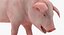 Posa in piedi Landrace Pig Piglet