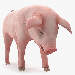 pig piglet landrace standing 3D model
