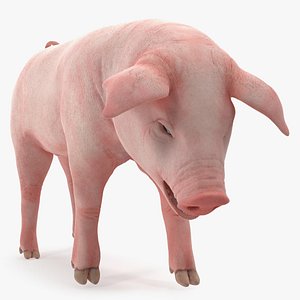 Pig Piglet Landrace Standing Pose 3D Model