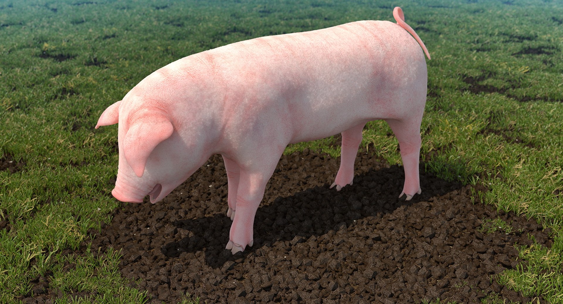 pig piglet landrace standing 3D model https://p.turbosquid.com/ts-thumb/Bd/wdc6HK/HRAU8lln/pigpigletlandracestandingposemb3dmodel002/jpg/1545068998/1920x1080/fit_q87/17ffd79b11d4f39e7422b3b9c0df85ec086f5248/pigpigletlandracestandingposemb3dmodel002.jpg