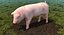 Posa in piedi Landrace Pig Piglet