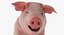Posa in piedi Landrace Pig Piglet