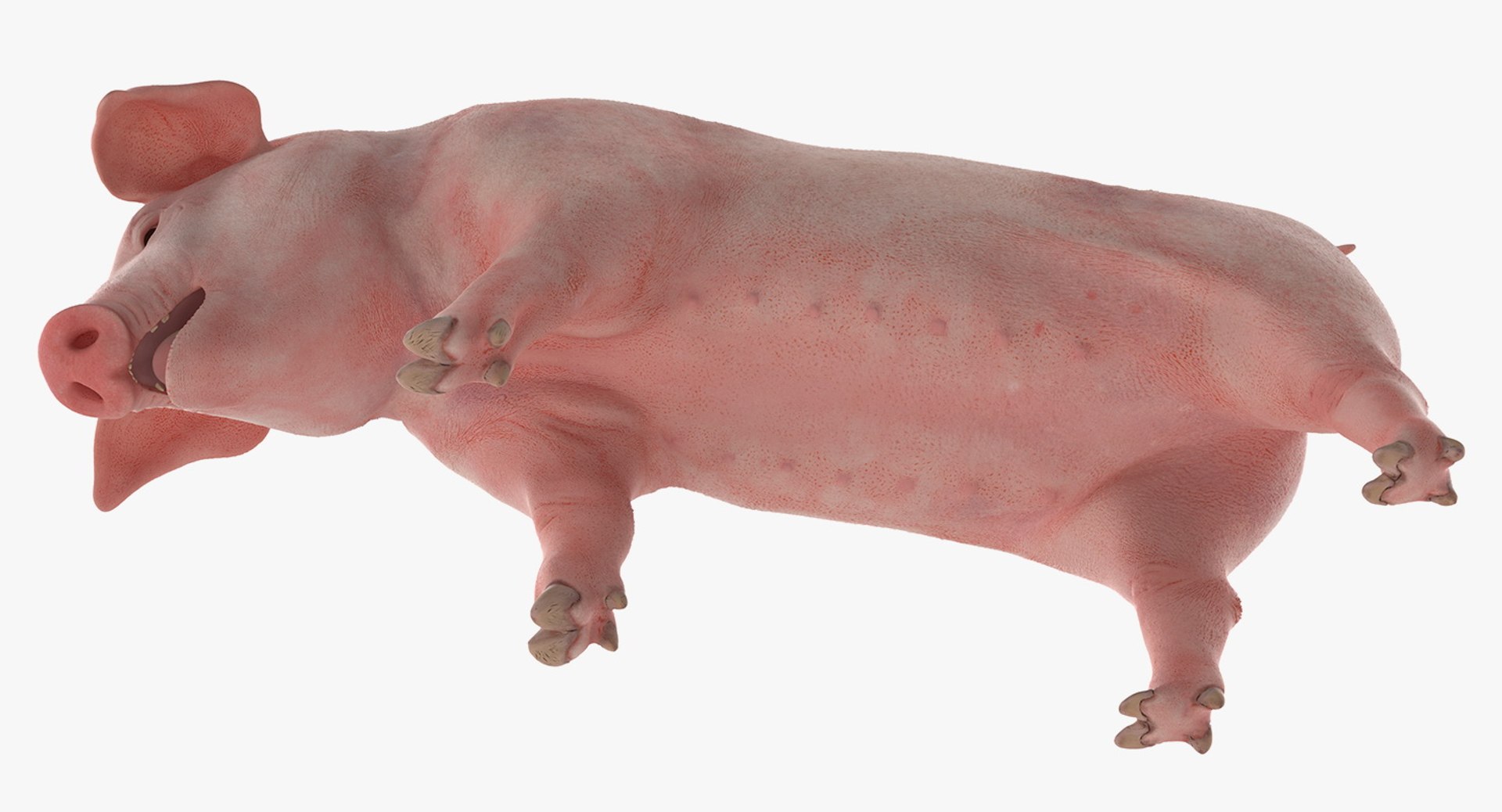 pig piglet landrace standing 3D model https://p.turbosquid.com/ts-thumb/Bd/wdc6HK/J9qeMw81/pigpigletlandracestandingposemb3dmodel006/jpg/1545069011/1920x1080/fit_q87/0a9257bc0a2313bb8d3b0b7b8257e32775c37a1a/pigpigletlandracestandingposemb3dmodel006.jpg