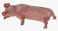 Posa in piedi Landrace Pig Piglet