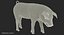 Posa in piedi Landrace Pig Piglet