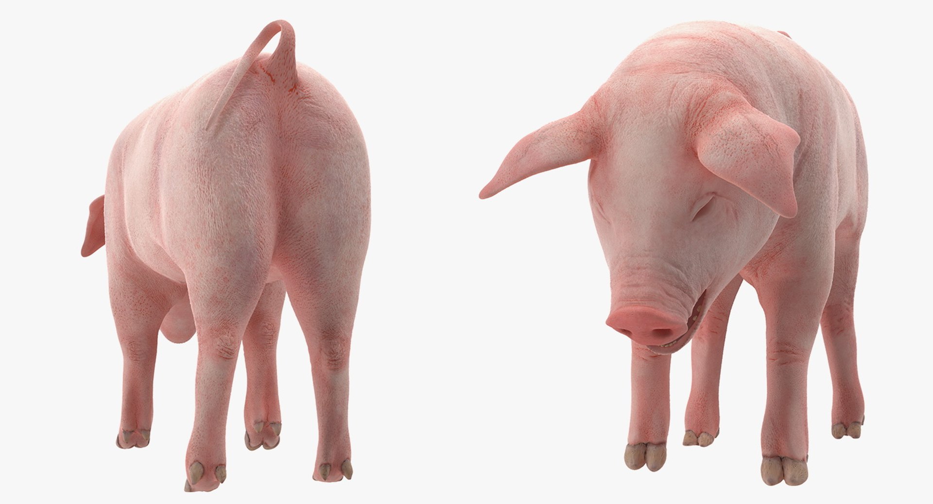 pig piglet landrace standing 3D model https://p.turbosquid.com/ts-thumb/Bd/wdc6HK/ZbdnMGkK/pigpigletlandracestandingposemb3dmodel003/jpg/1545069002/1920x1080/fit_q87/cc03c3b6f712435860389757bc0a6b1ca034baba/pigpigletlandracestandingposemb3dmodel003.jpg