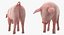 Posa in piedi Landrace Pig Piglet