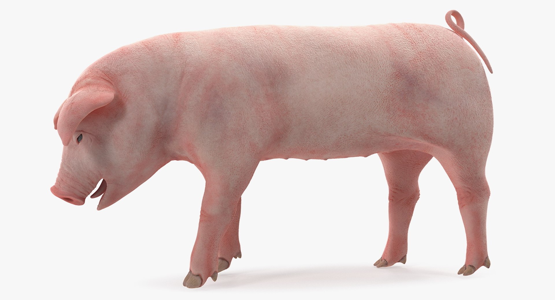 pig piglet landrace standing 3D model https://p.turbosquid.com/ts-thumb/Bd/wdc6HK/ZttAcEOf/pigpigletlandracestandingposemb3dmodel004/jpg/1545069005/1920x1080/fit_q87/bdd87631297c0866d6cca3ab74d59b02f7916a2f/pigpigletlandracestandingposemb3dmodel004.jpg