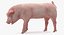 Posa in piedi Landrace Pig Piglet
