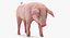 Posa in piedi Landrace Pig Piglet