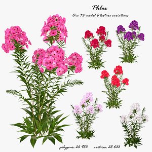 3d model phlox flower