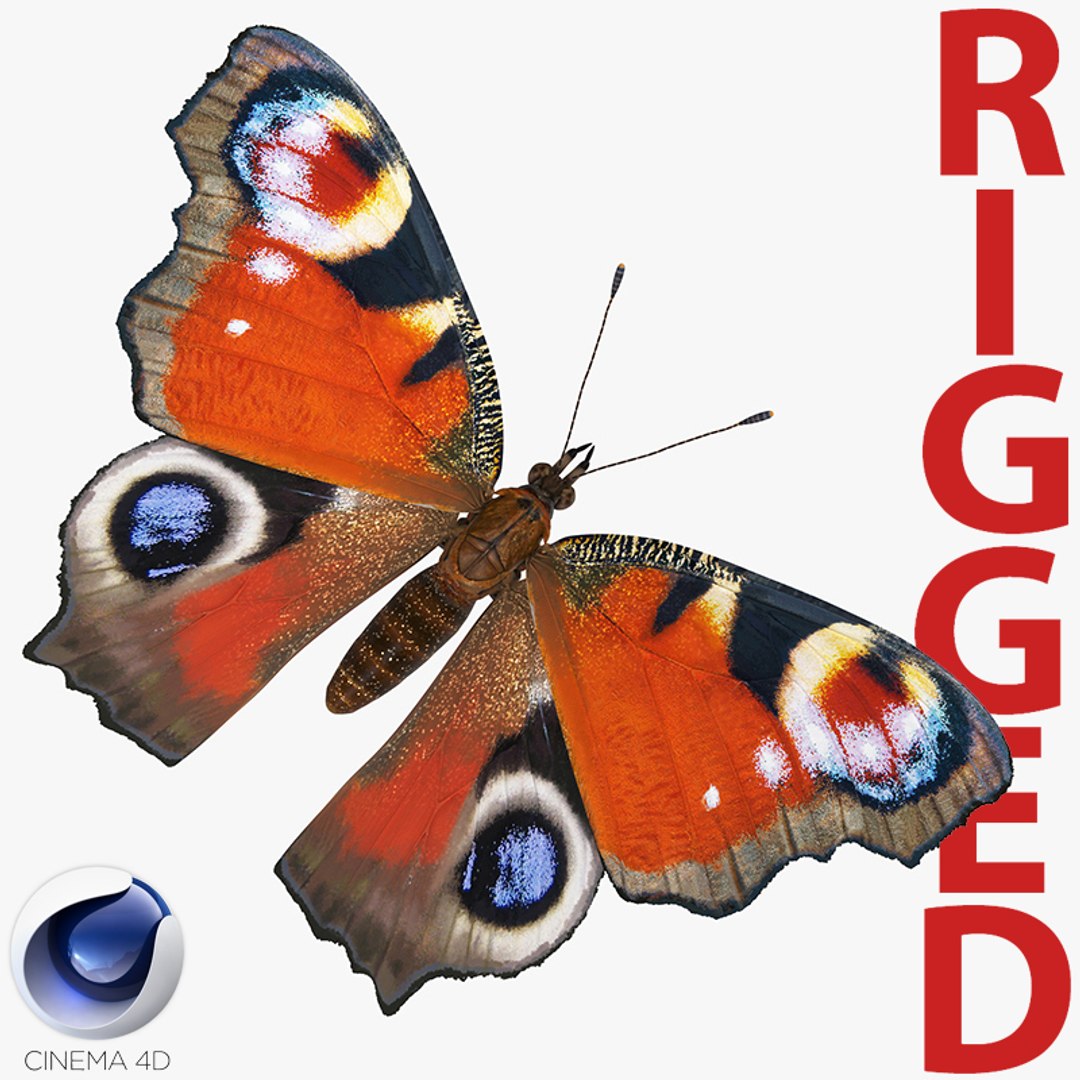 European Peacock Butterfly Rigged for Cinema 4D 3D model preview