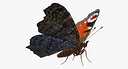 European Peacock Butterfly Rigged for Cinema 4D