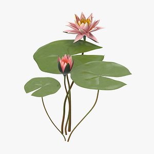 Water Lily 04