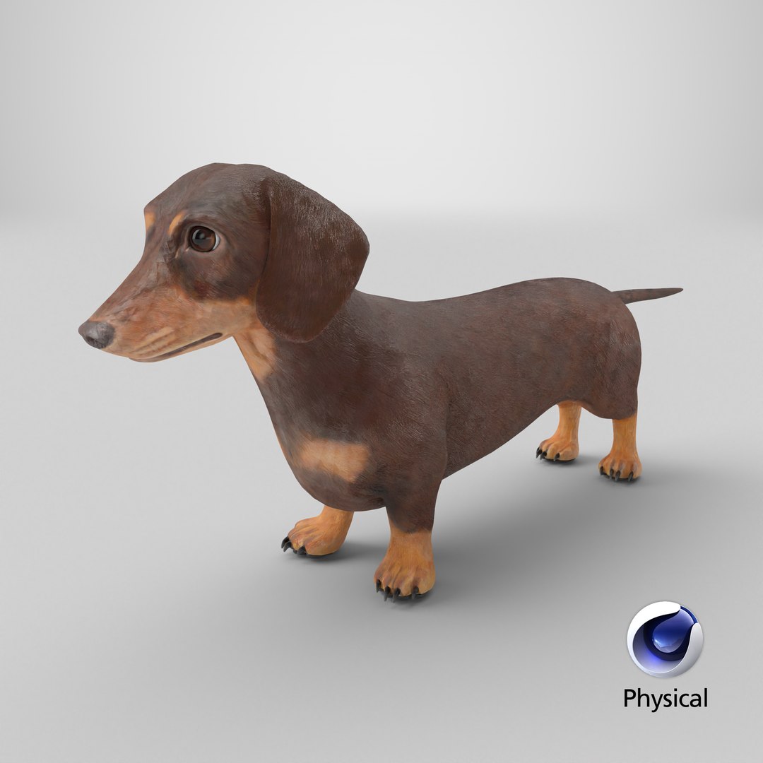 Dachshund Low Poly - Game Ready 3D model https://p.turbosquid.com/ts-thumb/Be/Ot5GL7/HD/stemcell_cinema_4d_physical_render/png/1769468546/1920x1080/fit_q87/3d8a862291e09af85b30a1490880cc00332ada57/stemcell_cinema_4d_physical_render.jpg