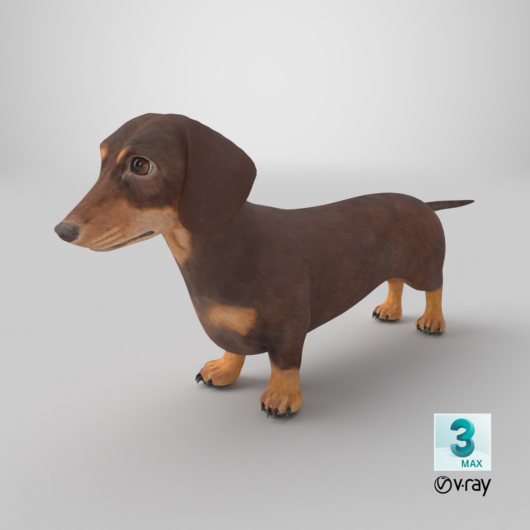 Dachshund Low Poly - Game Ready 3D model https://p.turbosquid.com/ts-thumb/Be/Ot5GL7/Sb/stemcell_max_vray_render/png/1769468548/1920x1080/fit_q87/f527fe753b9b83f5c4f5dd02ed19f54c79403147/stemcell_max_vray_render.jpg