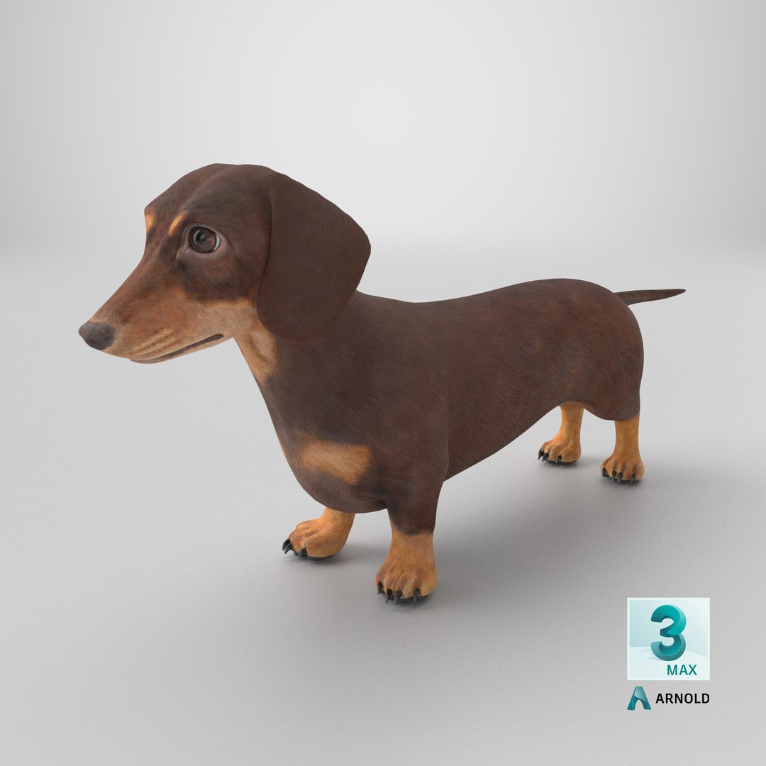 Dachshund Low Poly - Game Ready 3D model https://p.turbosquid.com/ts-thumb/Be/Ot5GL7/oq/stemcell_max_arnold_render/png/1769468550/1920x1080/fit_q87/38324918365d1f3f4ed15ad4170c7fd14727bc50/stemcell_max_arnold_render.jpg