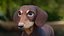 Dachshund Low Poly - Game Ready
