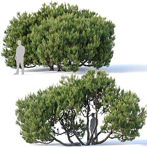3D pinus mugo cm