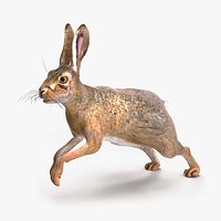 Hare  Animated Rigged for Cinema 4D