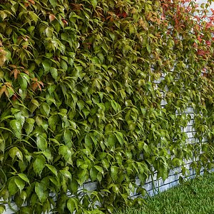 3ds max set virginia creeper
