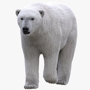 Bear Rigged Fur 3D model