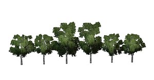 Birch tree PBR low-poly game ready 3D model