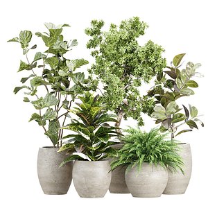 3D Indoor Pot Plants 500 3D Model