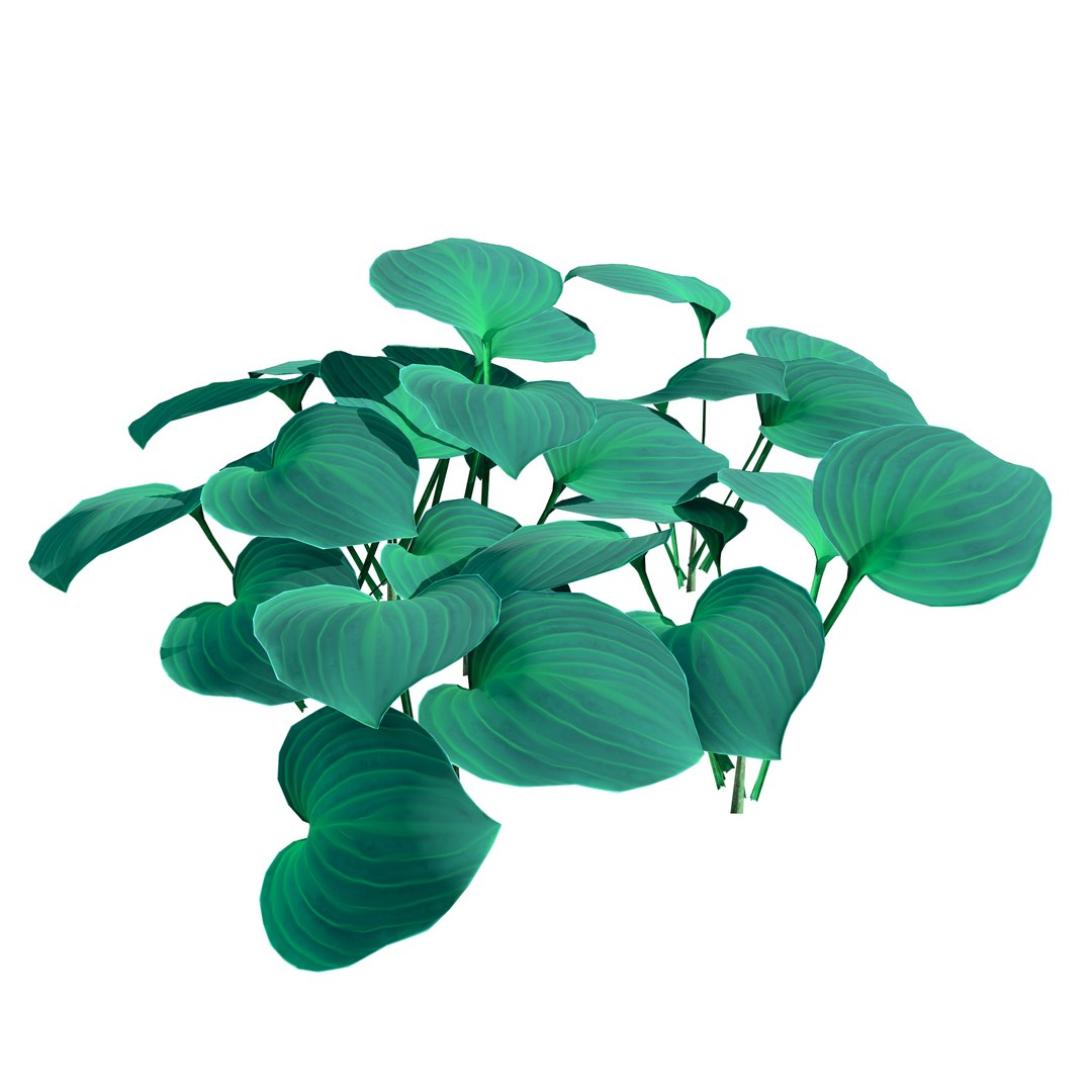 3D model Realistic Blue Mouse Ears Hosta 3D Model for Every Season https://p.turbosquid.com/ts-thumb/Bf/UGLyKE/oB/bluegreen_earshosta/jpg/1703100430/1920x1080/fit_q87/6e2563270d8e4b1c5dcd5a2eac7d605191308582/bluegreen_earshosta.jpg