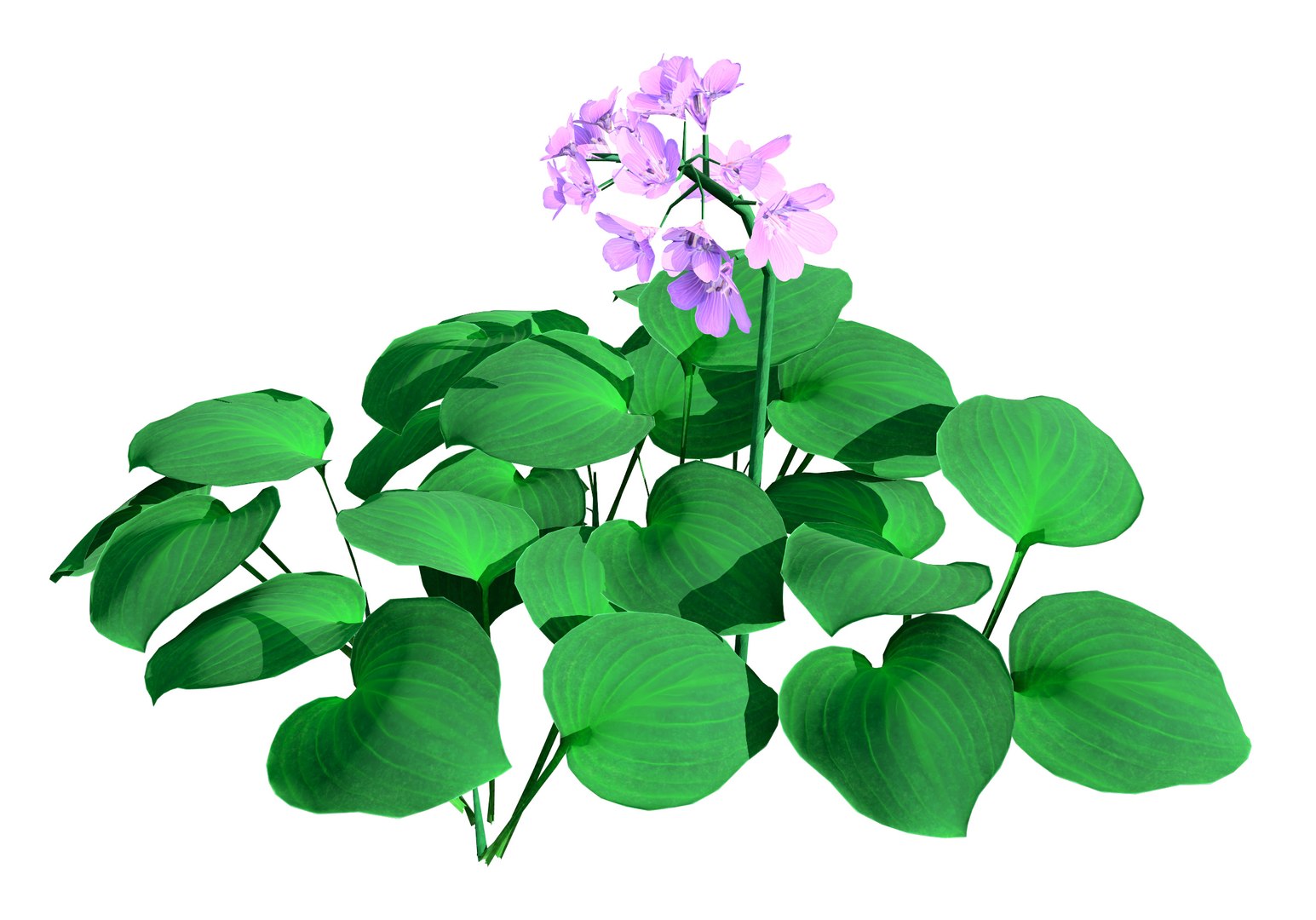 3D model Realistic Blue Mouse Ears Hosta 3D Model for Every Season https://p.turbosquid.com/ts-thumb/Bf/UGLyKE/us/earshosta_midsummer_flower6/jpg/1703100432/1920x1080/fit_q87/2c522034ee7392a154cc460253248d02224b7503/earshosta_midsummer_flower6.jpg