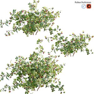 Rubus fruticosus - Blackberry 3D