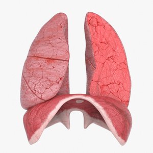 3D Lungs Cross Section Separated model