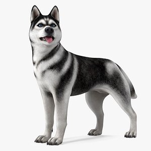 Siberian Husky Black Standing Pose