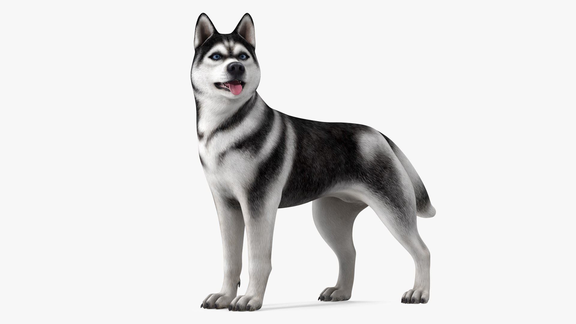 Siberian Husky Black Standing Pose 3D model preview