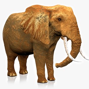 African Elephant RIGGED L2347 3D model