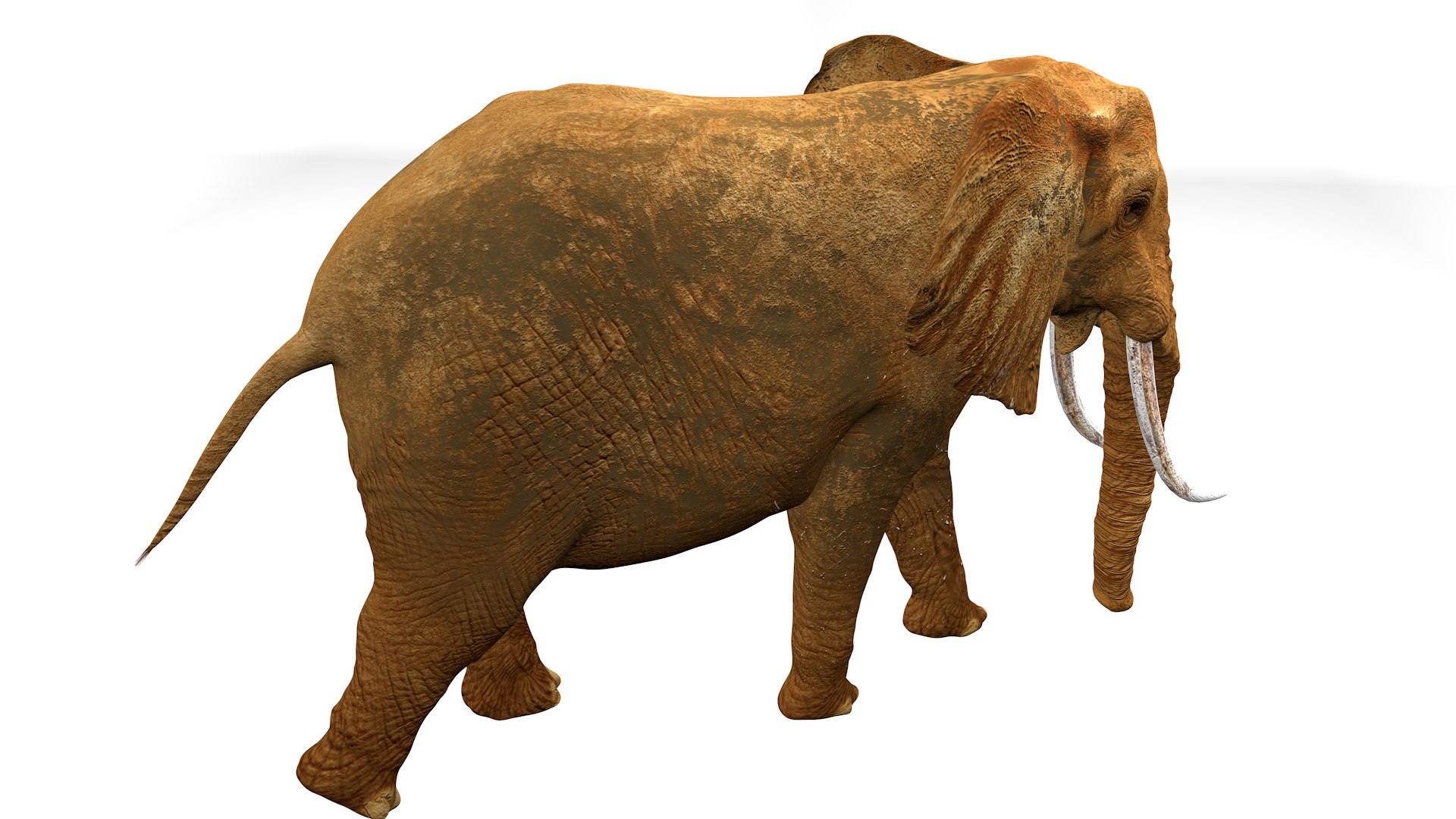 African Elephant RIGGED L2347 3D model https://p.turbosquid.com/ts-thumb/Bf/tjXauq/7L/05_0003/png/1743384278/1920x1080/fit_q87/f1bb347c69f8db4a743e652413f6046f50379e9e/05_0003.jpg