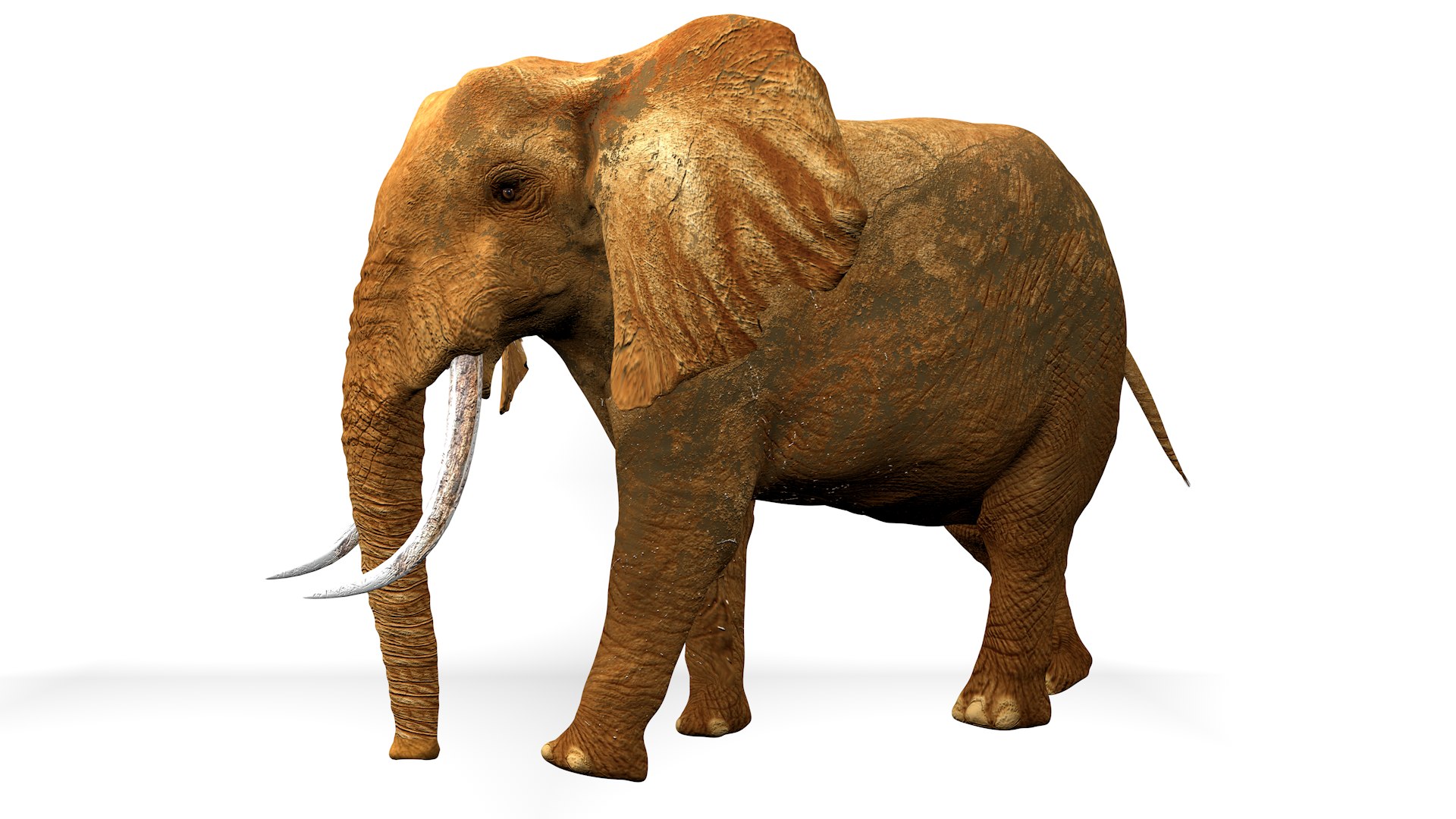 African Elephant RIGGED L2347 3D model https://p.turbosquid.com/ts-thumb/Bf/tjXauq/Eu/10_0000/png/1743384302/1920x1080/fit_q87/387985fa68277f9dde2ed37225d10adf16c6b849/10_0000.jpg