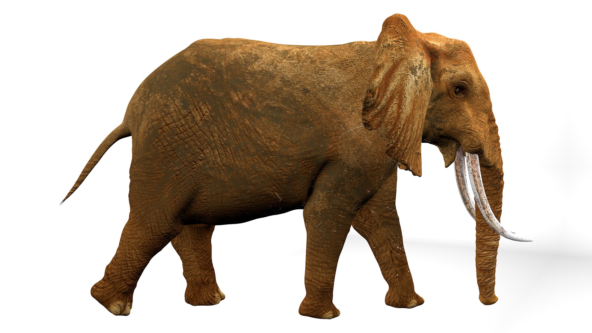 African Elephant RIGGED L2347 3D model https://p.turbosquid.com/ts-thumb/Bf/tjXauq/FH/06_0003/png/1743384279/1920x1080/fit_q87/a7fb6787402275ddf7eca595dbc84077f0d822fc/06_0003.jpg