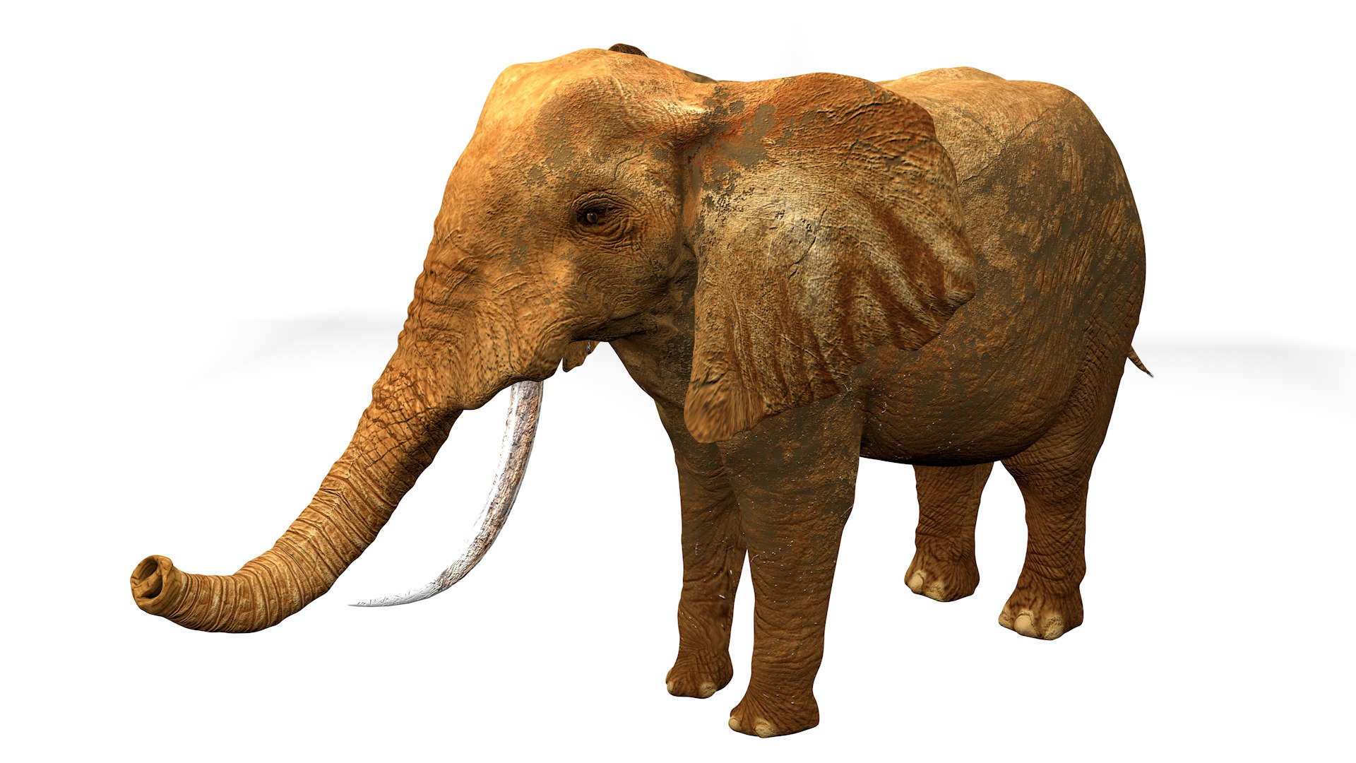 African Elephant RIGGED L2347 3D model https://p.turbosquid.com/ts-thumb/Bf/tjXauq/Nz/14_0010/png/1743384310/1920x1080/fit_q87/8beabbfdc7a831f1c80c16c288e2e220f620f222/14_0010.jpg